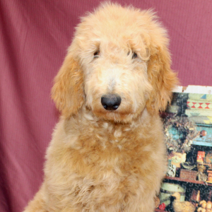 Goldendoodle Puppy Mauve