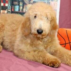 Goldendoodle Puppy Mauve