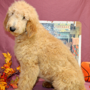 Goldendoodle Puppy Mauve