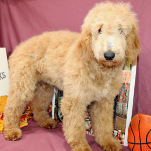 Goldendoodle Puppy Mauve