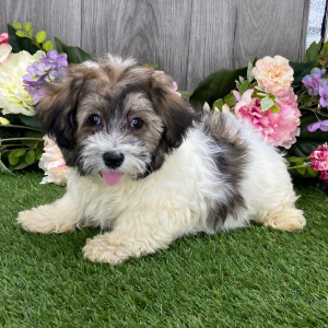 Havanese Puppy Webster