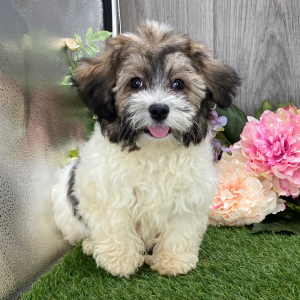 Havanese Puppy Webster