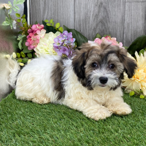 Havanese Puppy Webster