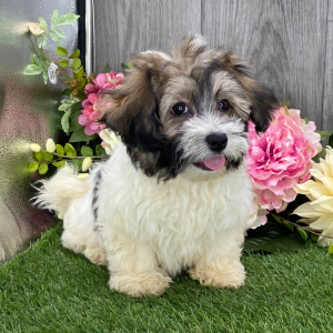 Havanese Puppy Webster
