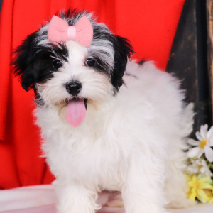 Morkie Puppy Calli