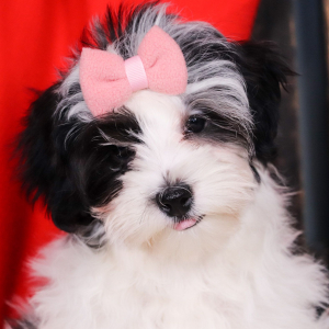 Morkie Puppy Calli