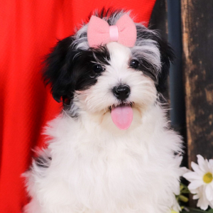 Morkie Puppy Calli