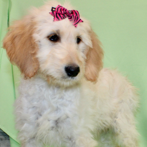 Goldendoodle Puppy Serenity