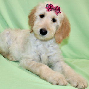 Goldendoodle Puppy Serenity