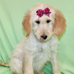 Goldendoodle Puppy Serenity