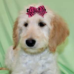 Goldendoodle Puppy Serenity