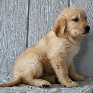 Golden Retriever Puppy Holden