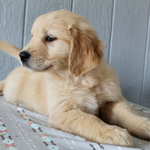 Golden Retriever Puppy Holden