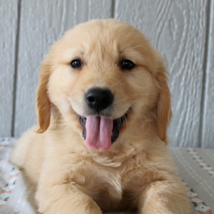 Golden Retriever Puppy Holden