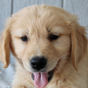 Golden Retriever Puppy Holden
