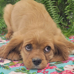 Cavalier King Charles Spaniel Puppy Hoot