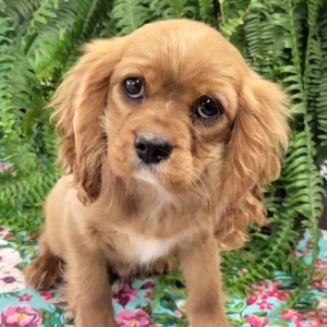 Cavalier King Charles Spaniel Puppy Hoot