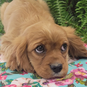 Cavalier King Charles Spaniel Puppy Hoot