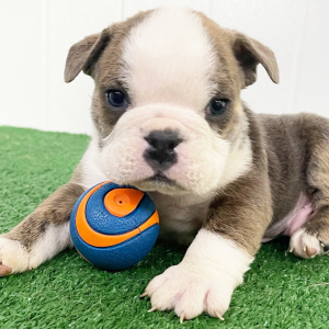 Bulldog Puppy Duke