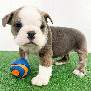 Bulldog Puppy Duke