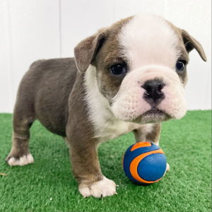 Bulldog Puppy Duke