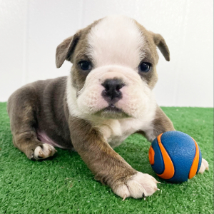 Bulldog Puppy Duke