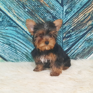 Yorkshire Terrier Puppy Rhea