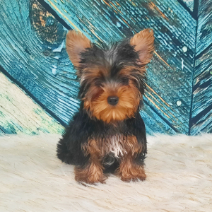 Yorkshire Terrier Puppy Rhea