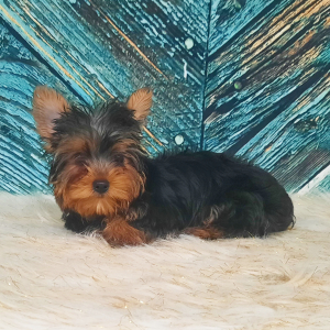 Yorkshire Terrier Puppy Rhea