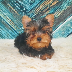 Yorkshire Terrier Puppy Rhea