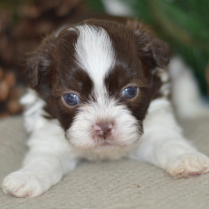 Shih Tzu Puppy Ethan