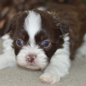 Shih Tzu Puppy Ethan