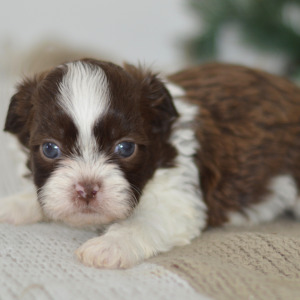 Shih Tzu Puppy Ethan