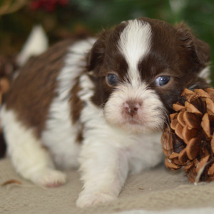Shih Tzu Puppy Ethan