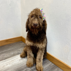 Poodle Puppy Calla