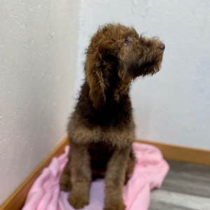 Poodle Puppy Calla