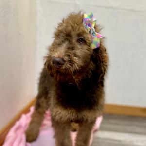 Poodle Puppy Calla