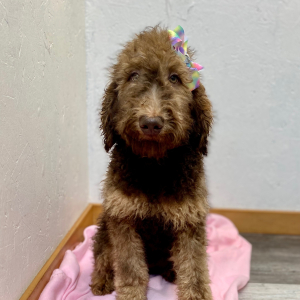 Poodle Puppy Calla