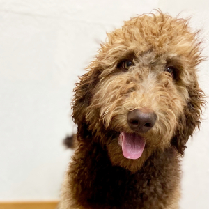 Poodle Puppy Calla