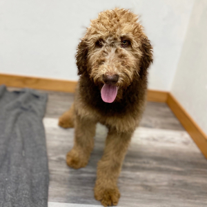 Poodle Puppy Calla
