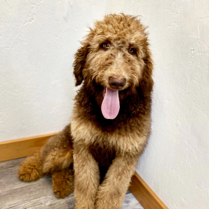 Poodle Puppy Calla