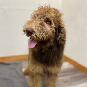 Poodle Puppy Calla