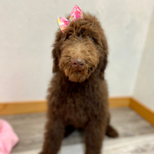 Poodle Puppy Chaya