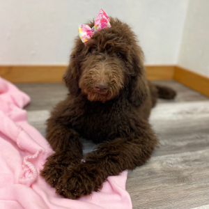 Poodle Puppy Chaya