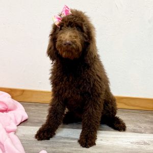 Poodle Puppy Chaya