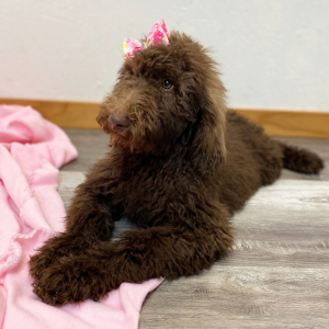 Poodle Puppy Chaya