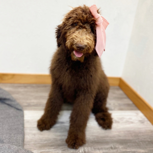 Poodle Puppy Chaya