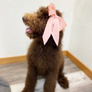 Poodle Puppy Chaya