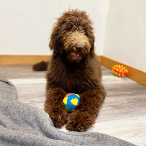 Poodle Puppy Chaya