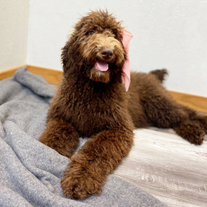 Poodle Puppy Chaya